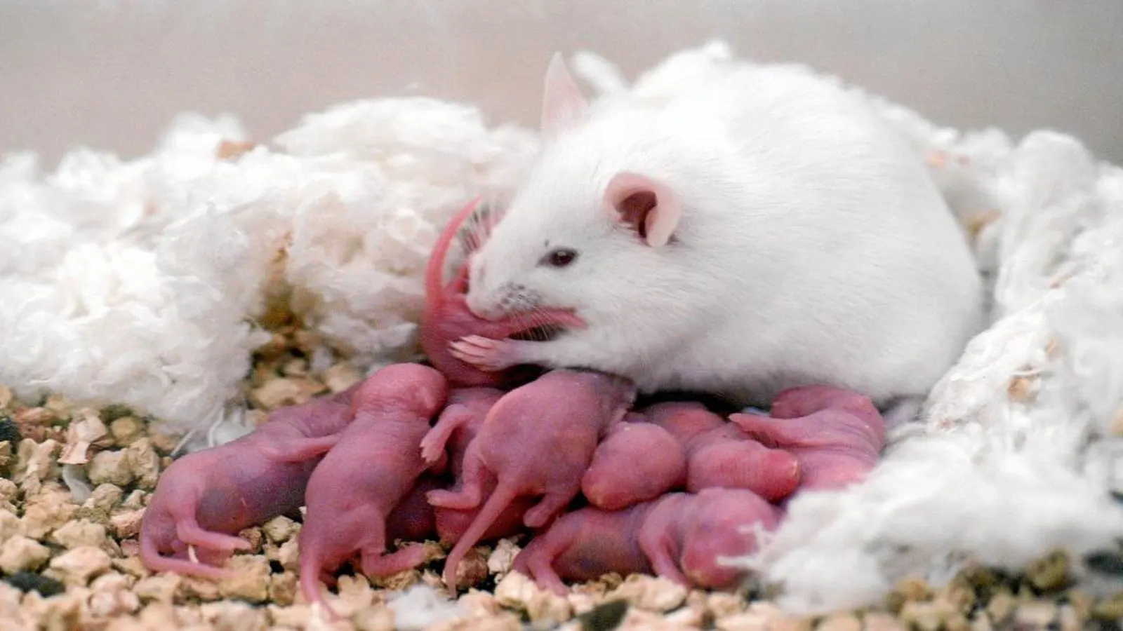 Ratones de Castilla